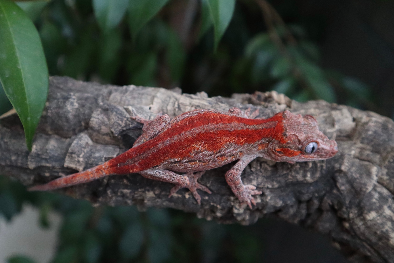 Stunning Saturated Red Stripe Red Base Gargoyle Gecko by Koala's Geckos