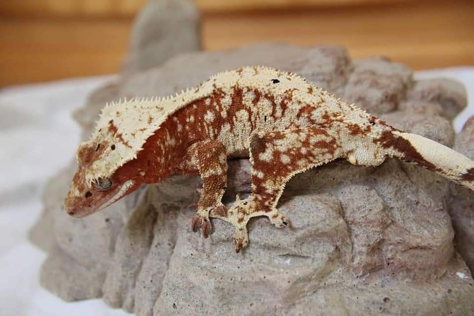 Red Extreme Harlequin Crested Gecko by Sticky Claw Geckos