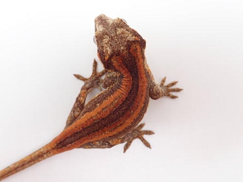 Red And Orange Super Stripe Possible Male Gargoyle Gecko by Lick Your Eyeballs