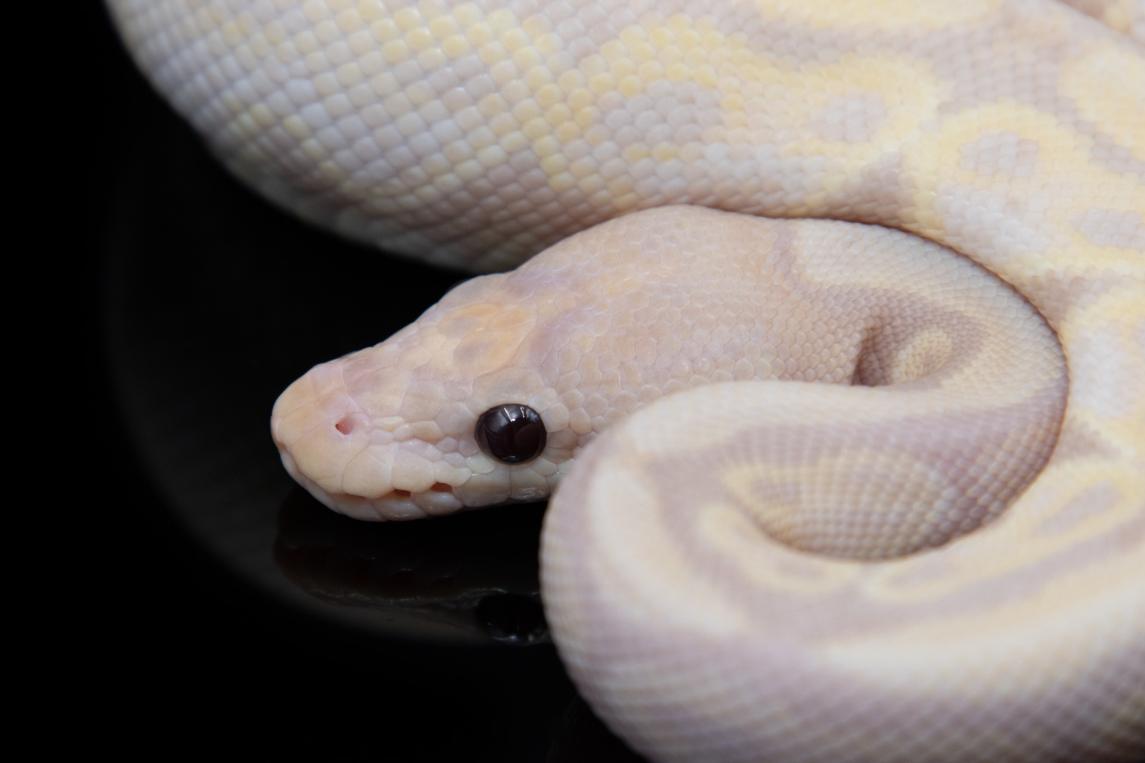 Super Banana Ball Python by Ryan's Reptile Outpost (#206328)