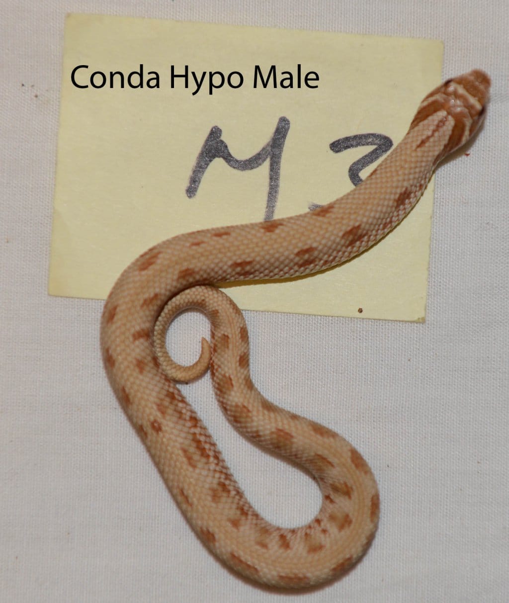 Conda Hypo Male Western Hognose by HC Premium Reptiles