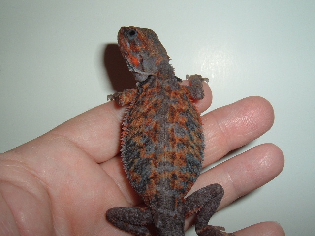 Paradox Trans Central Bearded Dragon by Rainbow Bearded Dragons