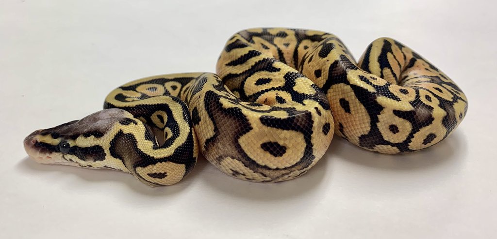 Super Pastel Ball Python by BHB Reptiles
