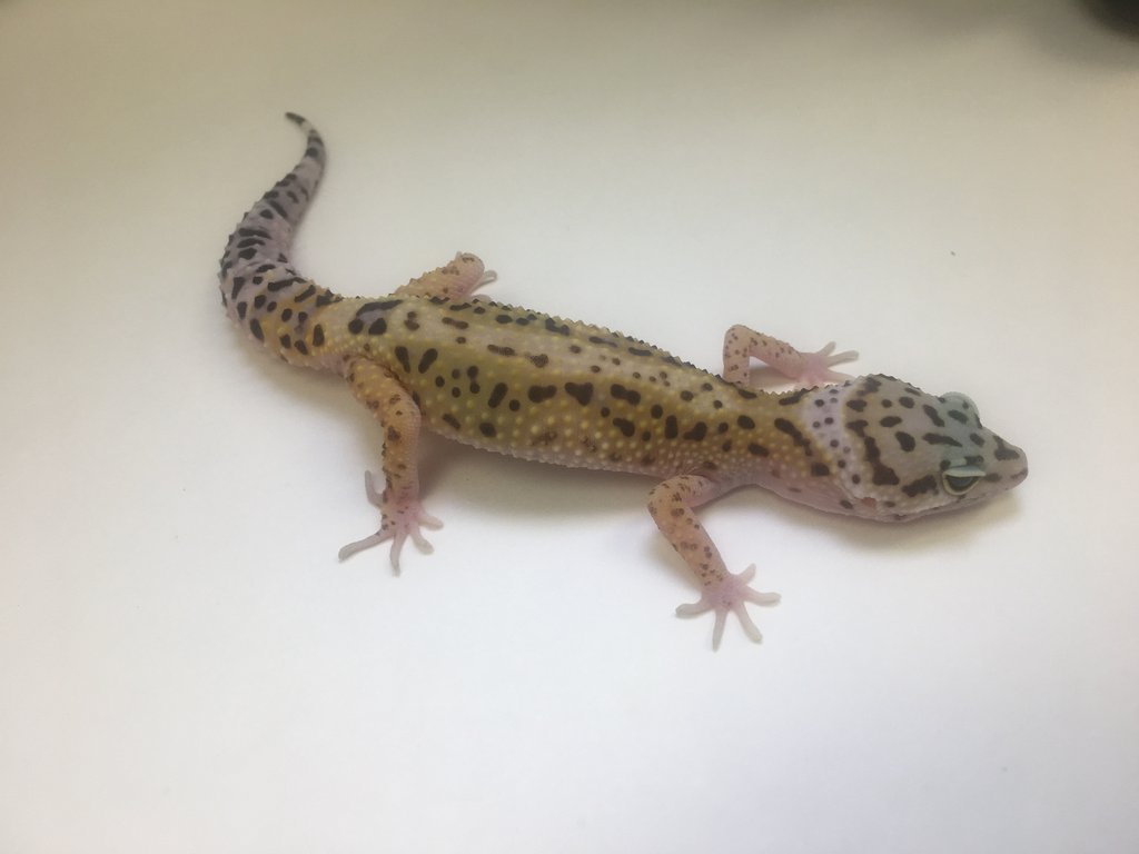 Reverse Stripe - Leopard Gecko Traits - Morphpedia