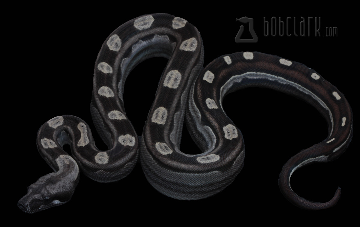 Motley Boa Constrictor by Bob Clark Reptiles