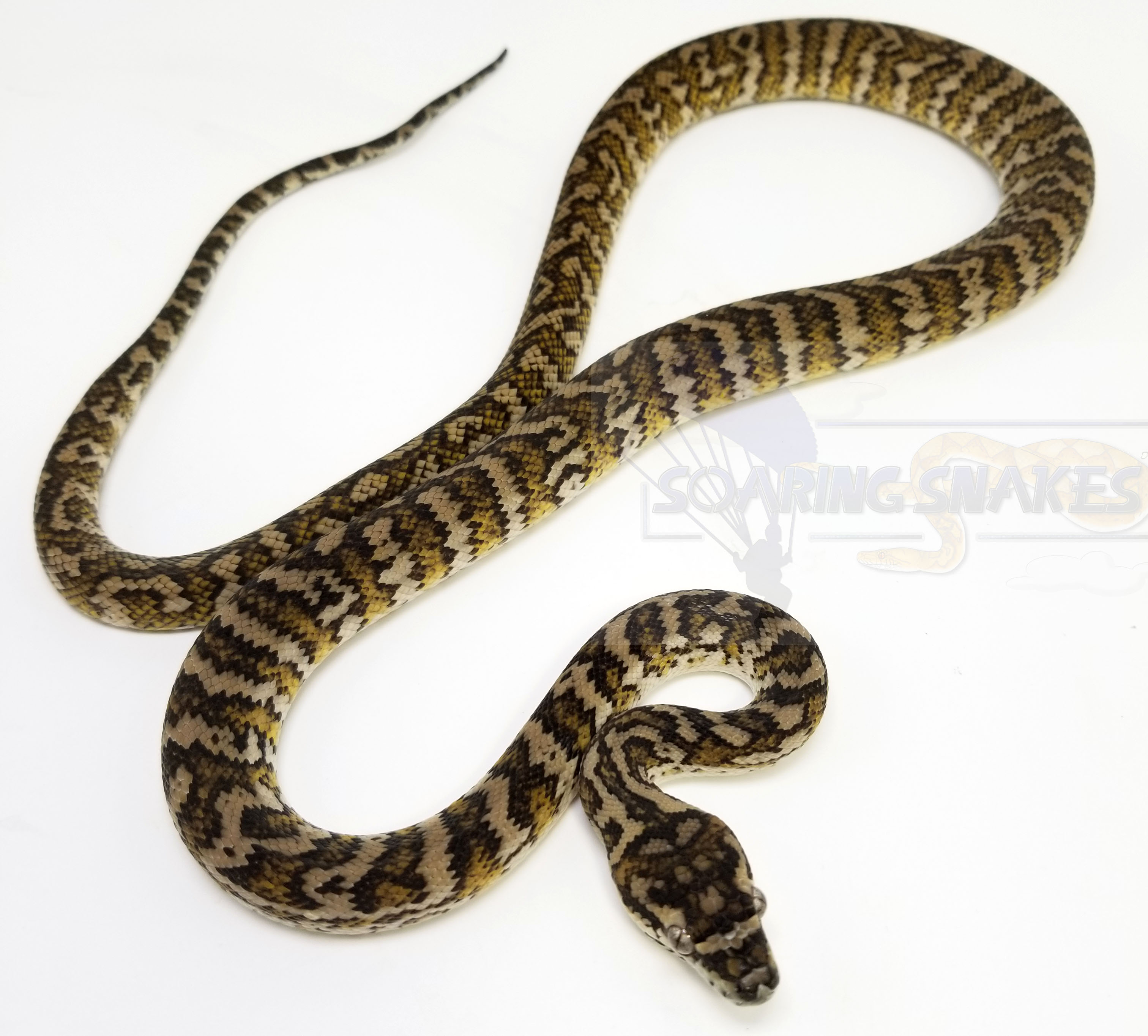 Caramel Coastal Carpet Python by Soaring Snakes