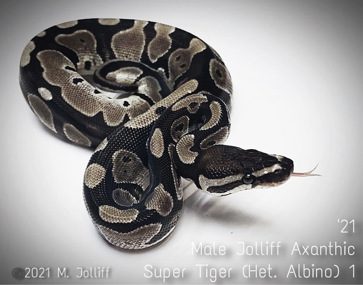 Jolliff Axanthic Super Tiger (Het. Albino) Ball Python by The Rat Trap, LLC