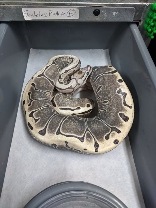 Scaleless Pinstripe 100% Het VPI Axanthic Ball Python by Amos Reptiles