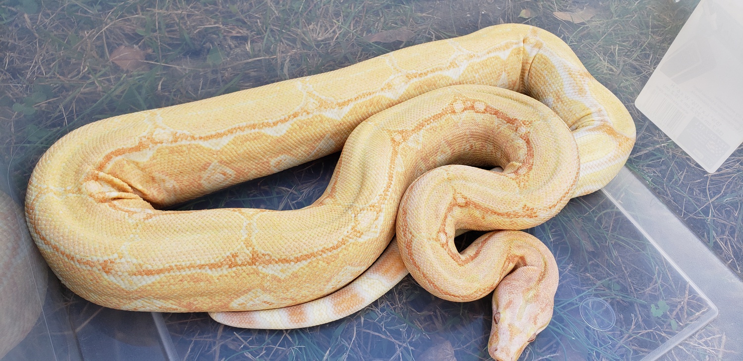 Kahl Albino Arabesque Kubsch/ Red Pastel Boa Constrictor by AJM Reptiles