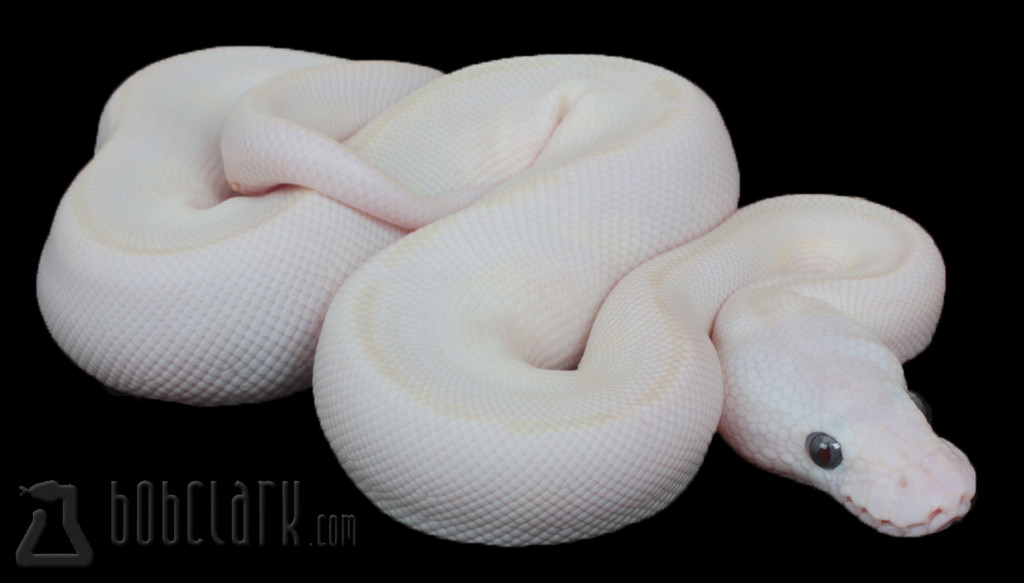 White Diamond Ball Python by Bob Clark Reptiles