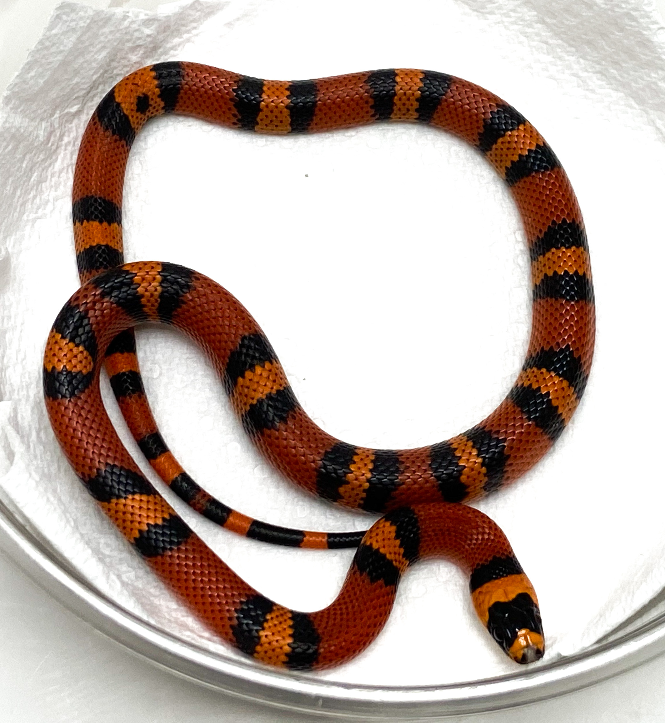 Tangerine Honduran Milk Snake by Serpentine Exotics