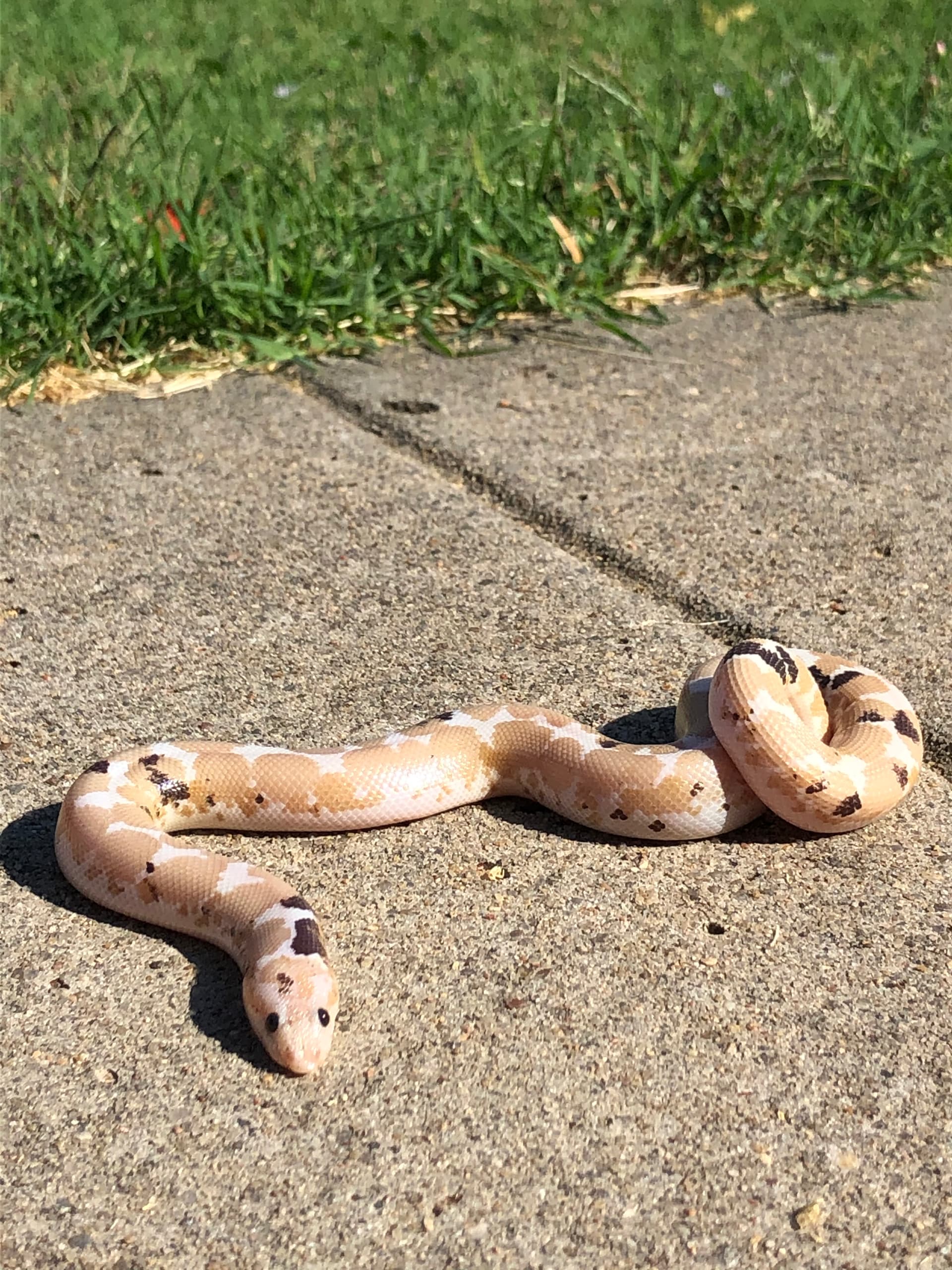 Show Off Your Sand Boas - Sand Boas - MorphMarket Reptile Community