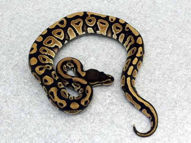 Mystic Ball Python by Royal Constrictor Designs