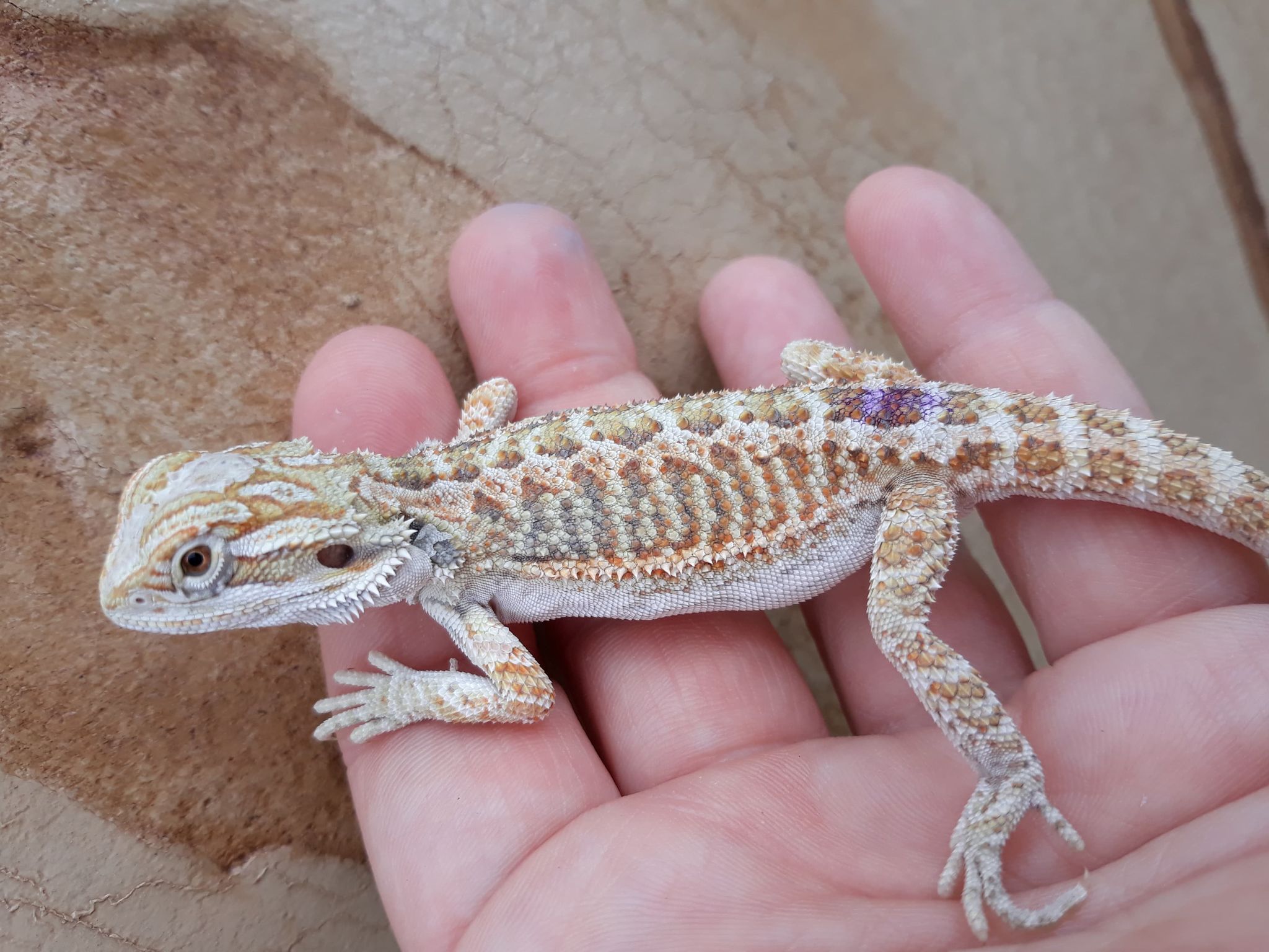 Normal Central Bearded Dragon by CF Exotics LLC.