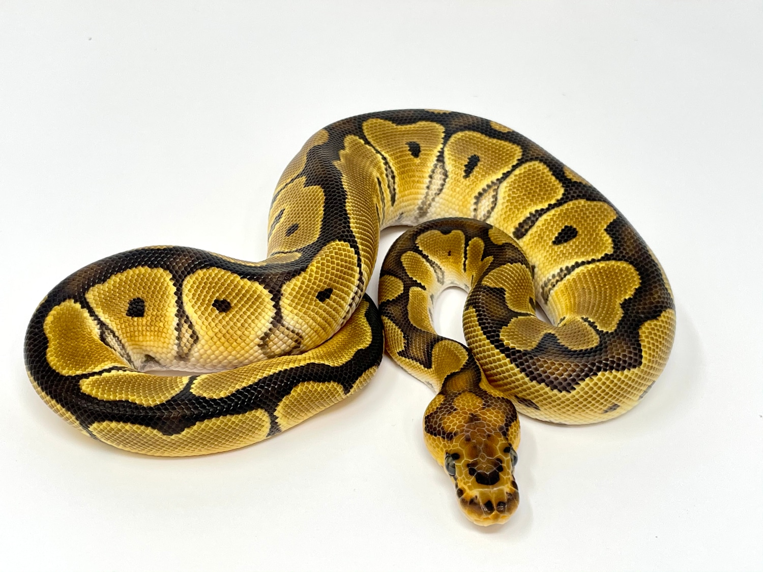 Nr Mandarin Clown Ball Python by Always Evolving Pythons