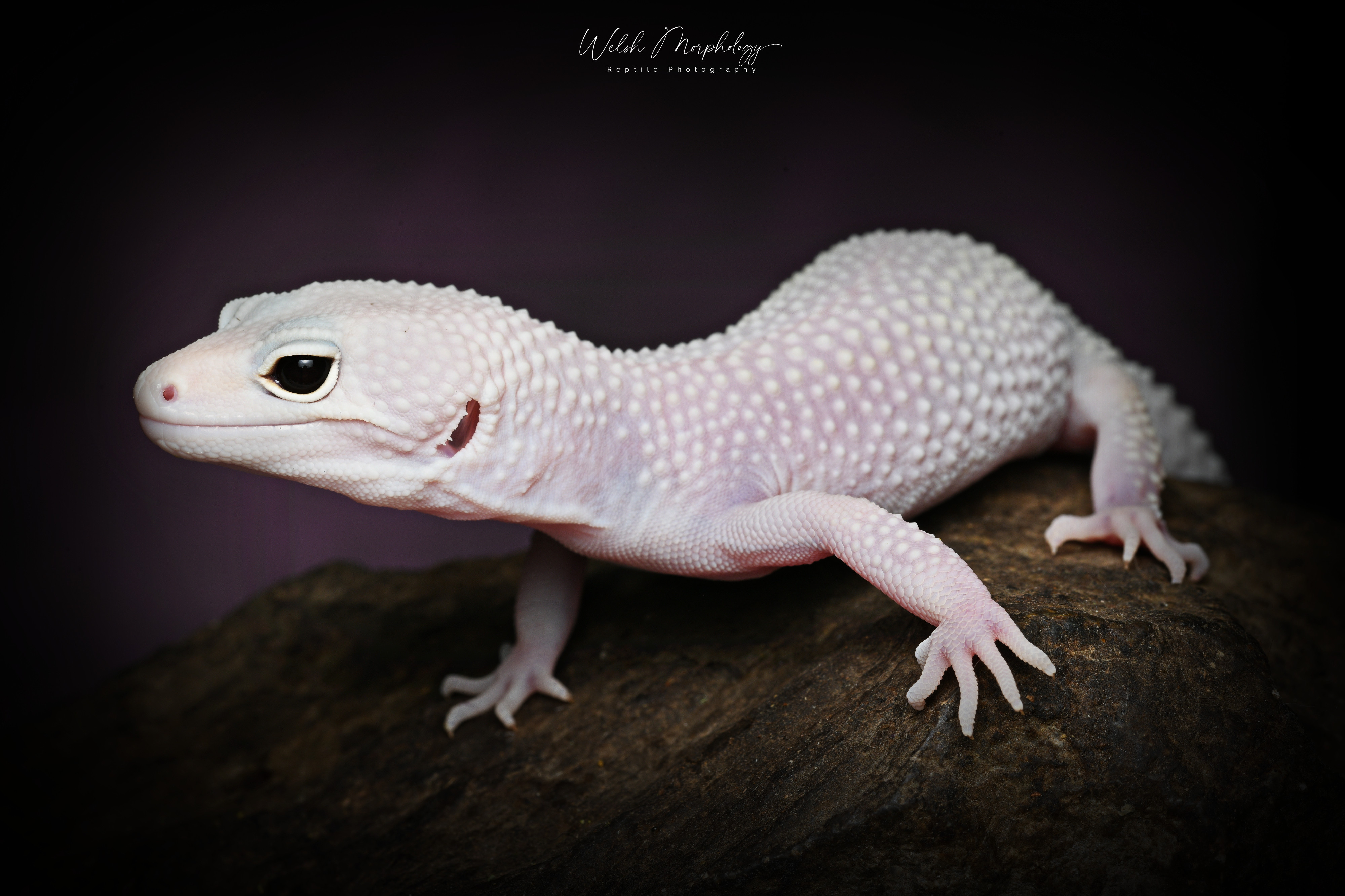 The White She Devil - Leopard Geckos - MorphMarket Reptile Community