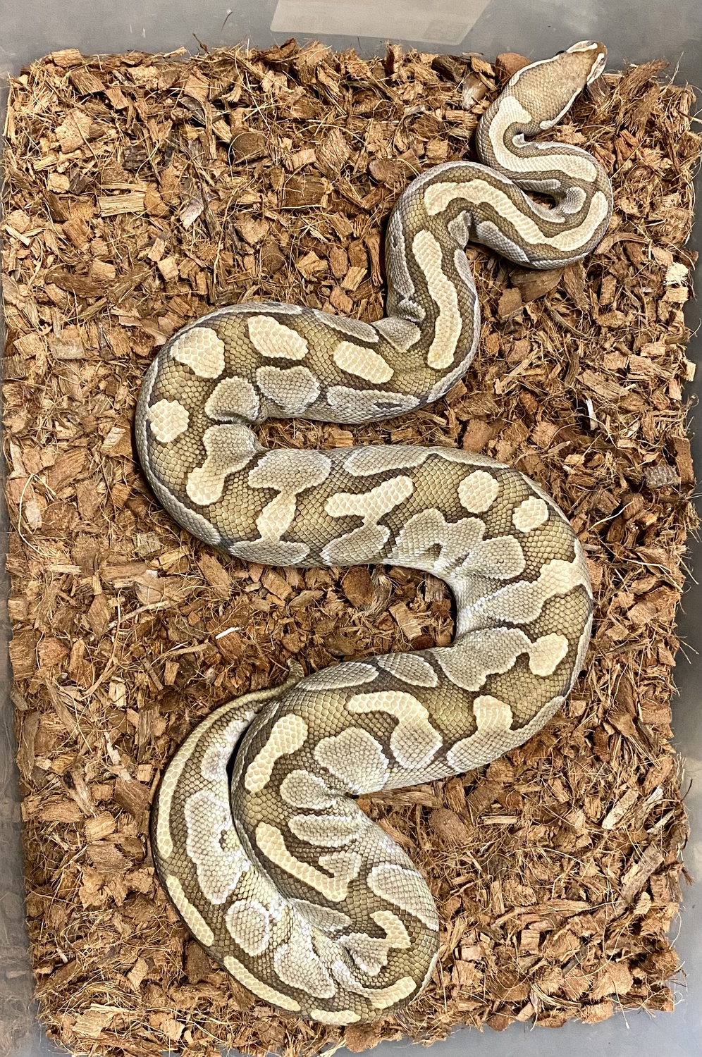 Butter Ball Python by CornBalls