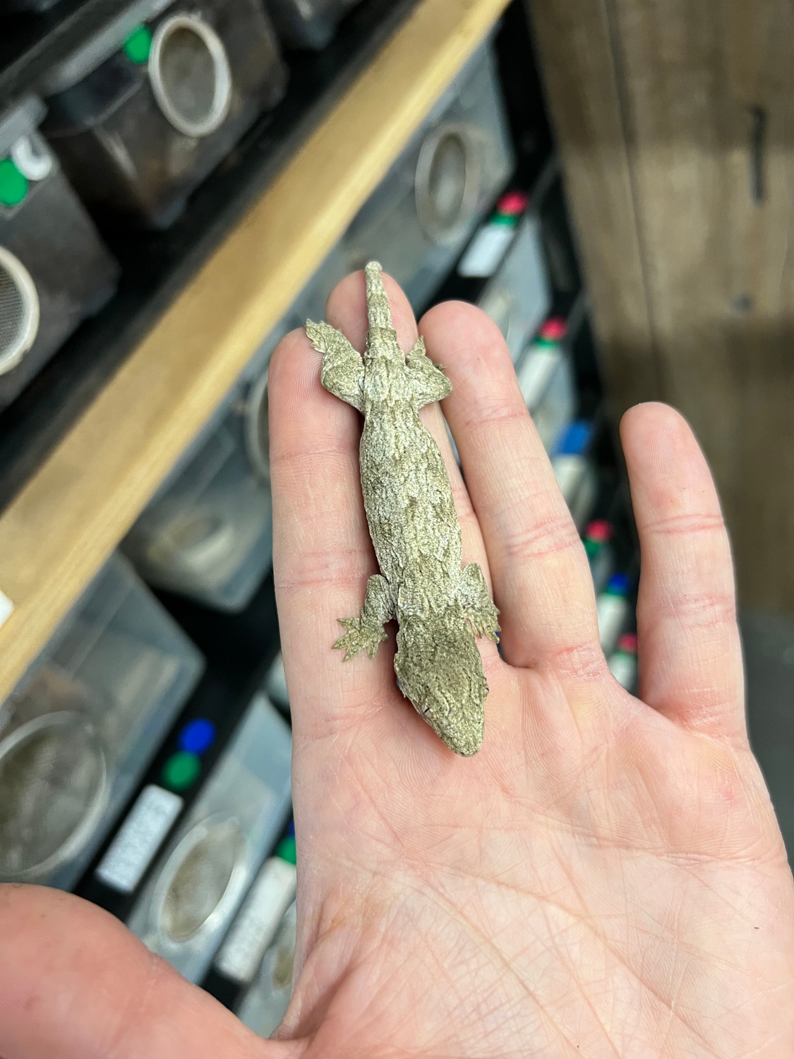 Moro - Unsexed Juvenile Incubated For Male Leachianus Gecko by Ridiculous Rhacs