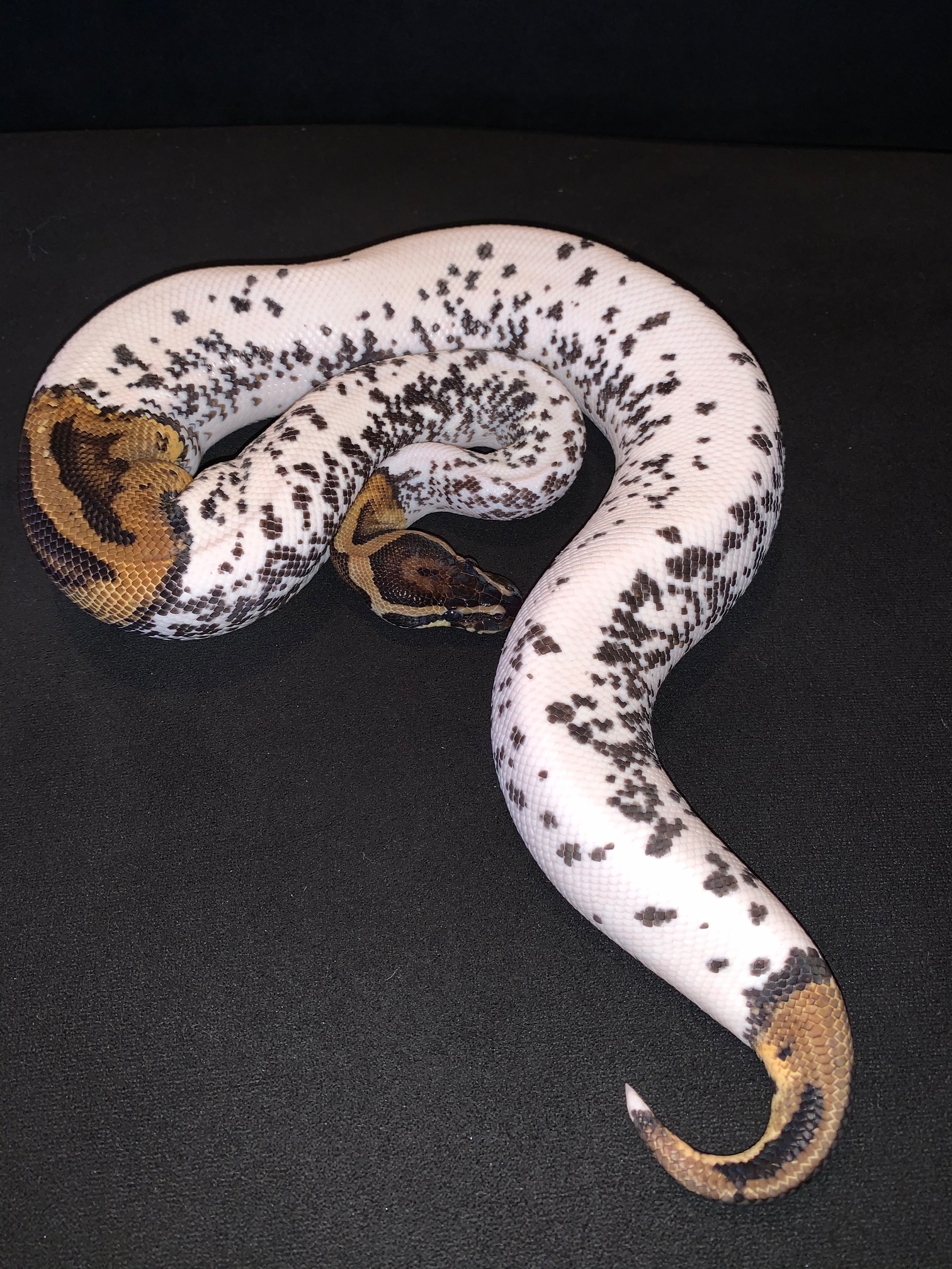 The freckles never end! - Ball Pythons - MorphMarket Reptile Community