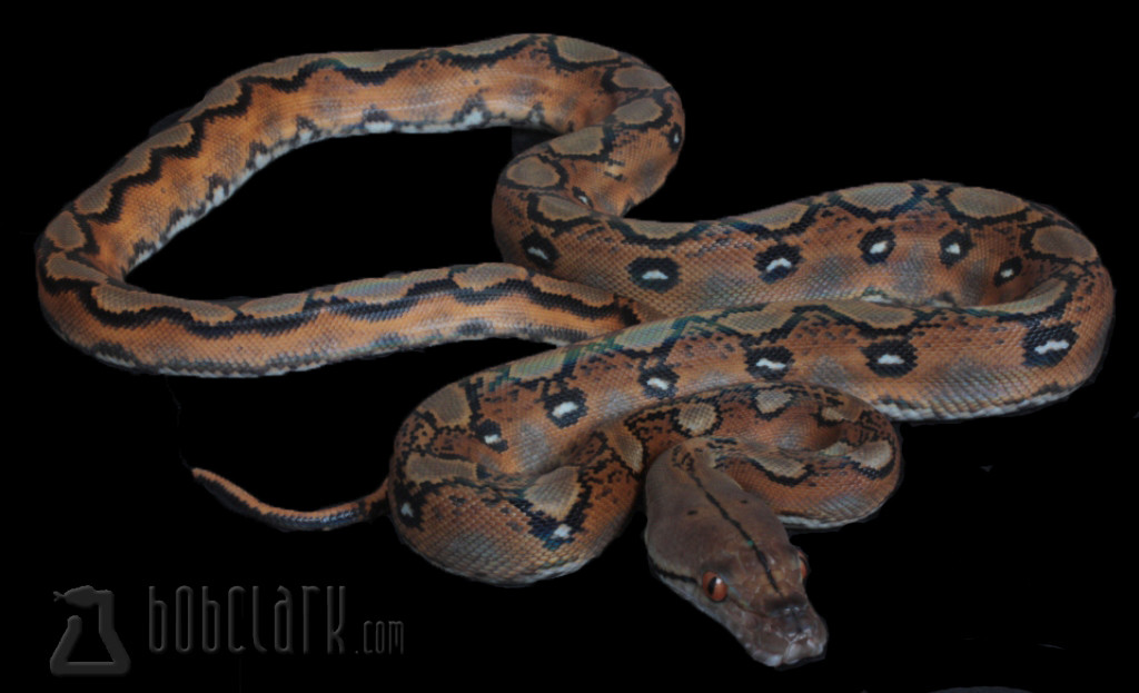 Sunfire Reticulated Python by Bob Clark Reptiles