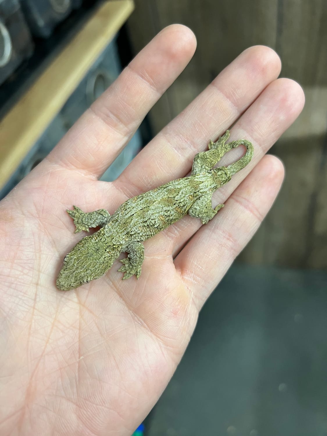 Nuu Ana - Unsexed Juvenile Incubated For Female Leachianus Gecko by Ridiculous Rhacs