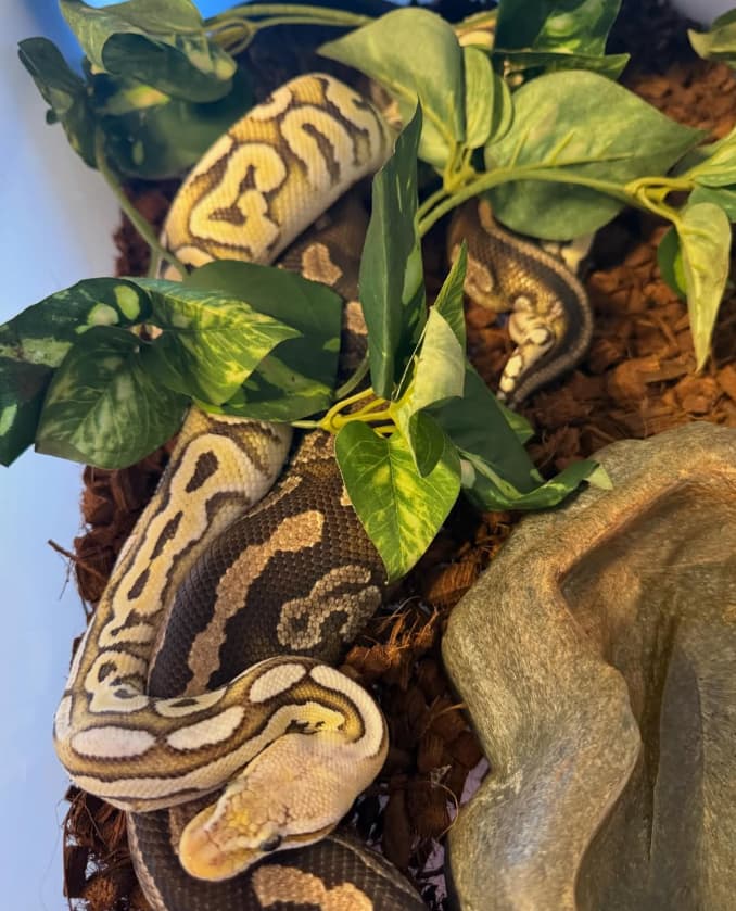 ID Walkthrough: Take 3 - Ball Pythons - MorphMarket Reptile Community