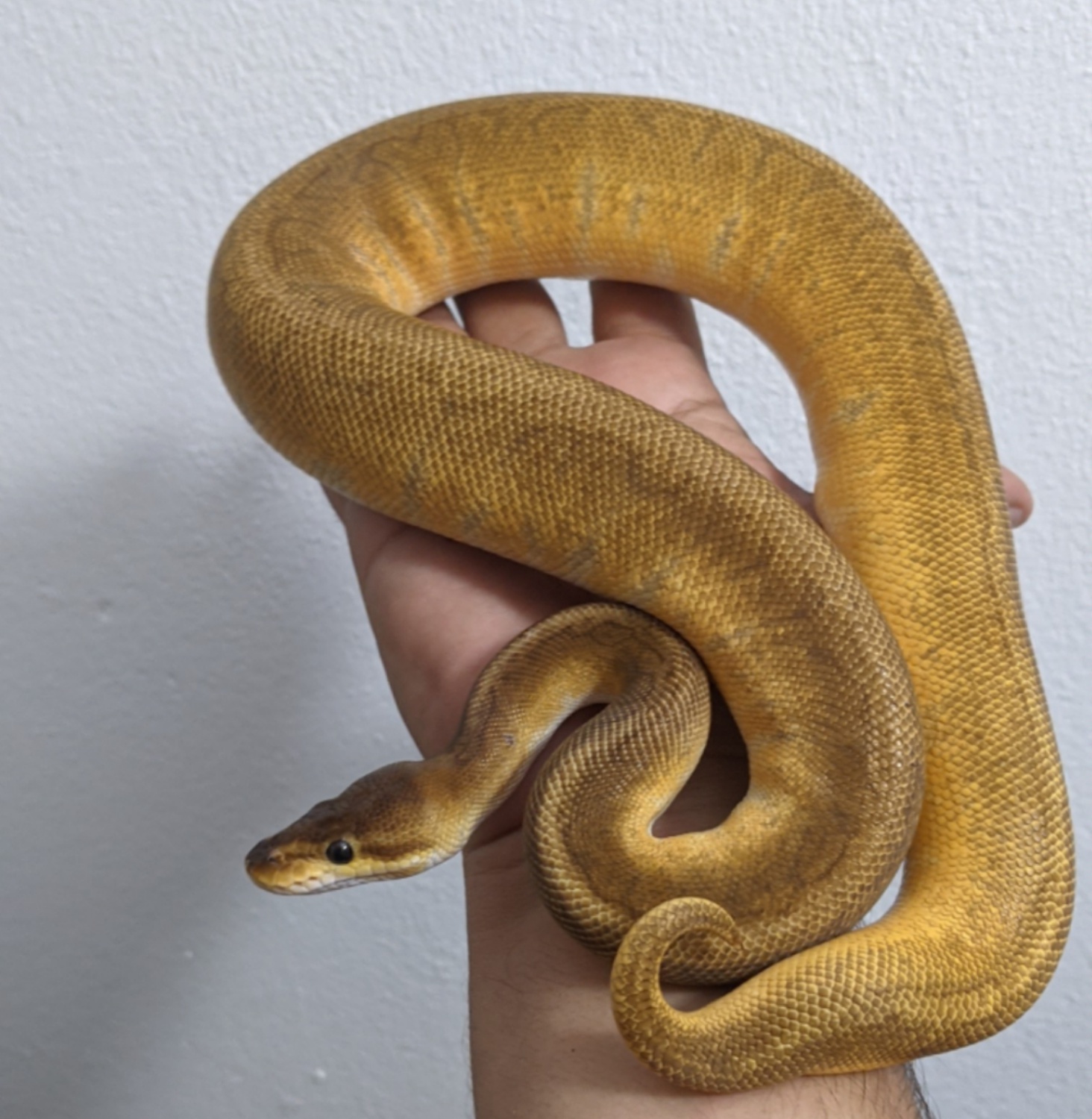 Sunset Pinstripe Ball Python by Royal Genetic Reptiles Inc