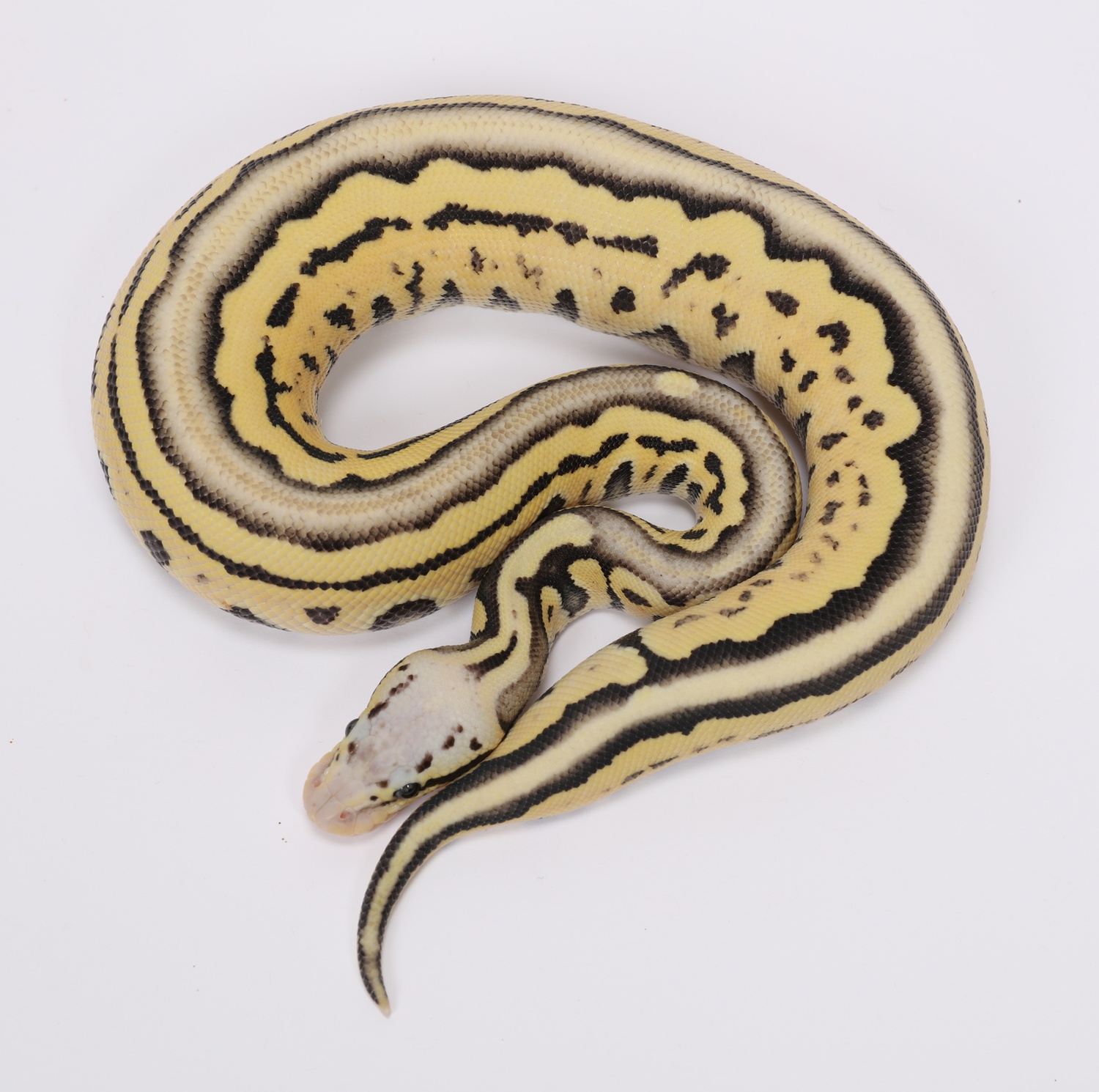 Tri Stripe Desert Ghost Super Pastel Possible Enchi Ball Python by Sterling Nelson