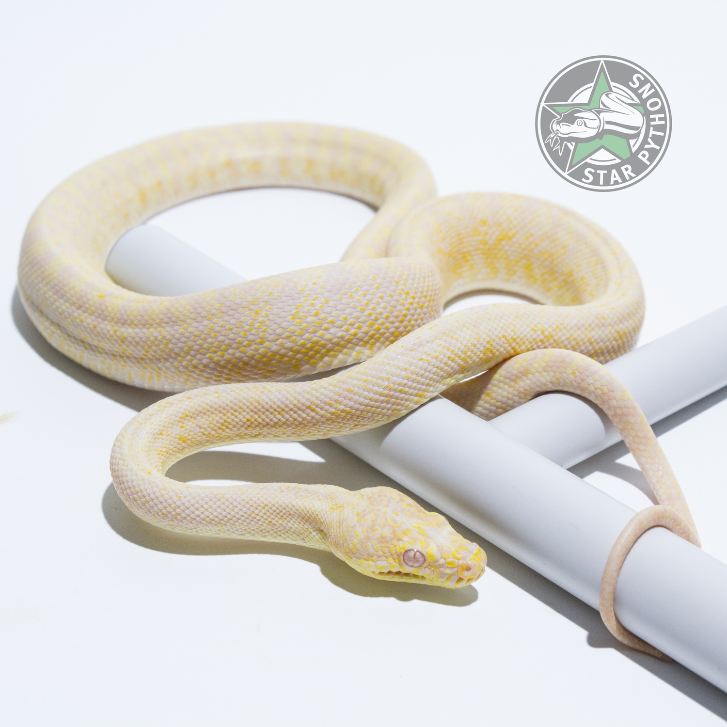 Albino Granite Irian Jaya Carpet Python by StarPythons Inc.
