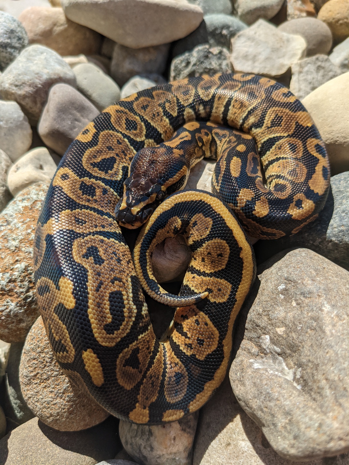 Twister Ball Python by BoopNoodles