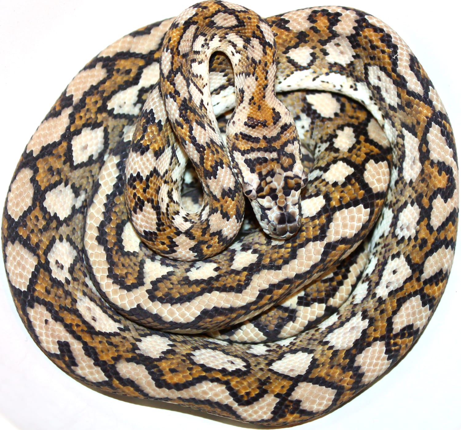 True Hypomelanistic Coastal Carpet Python by Inland Reptile