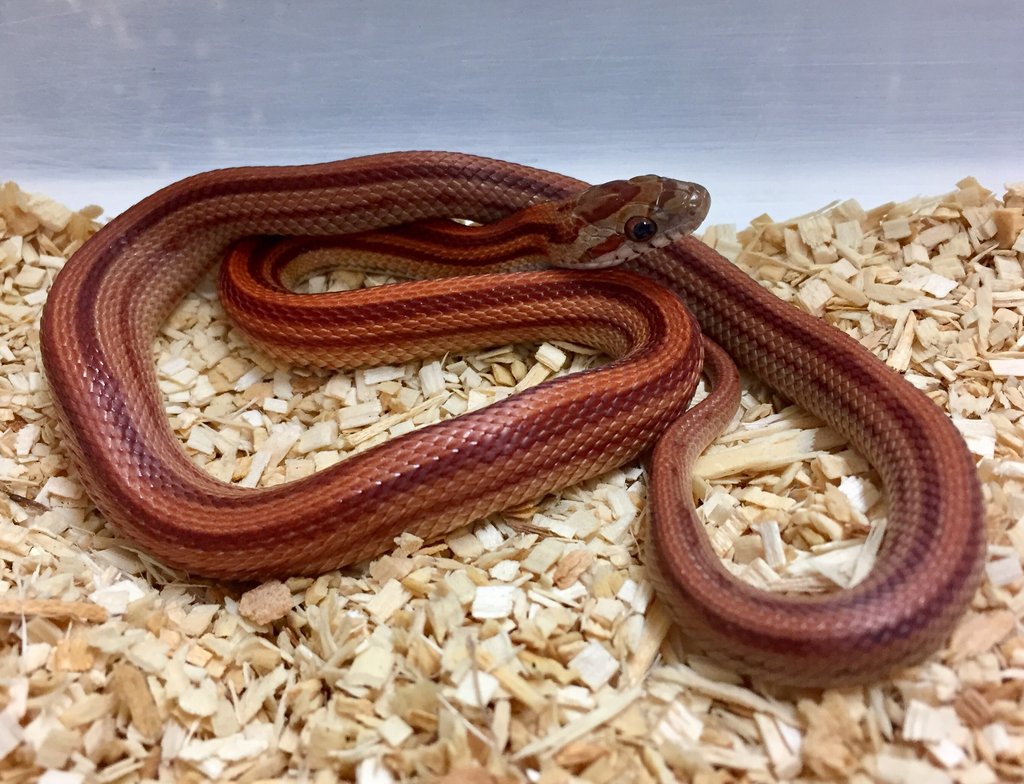 Striped Corn Snake by BHB Reptiles