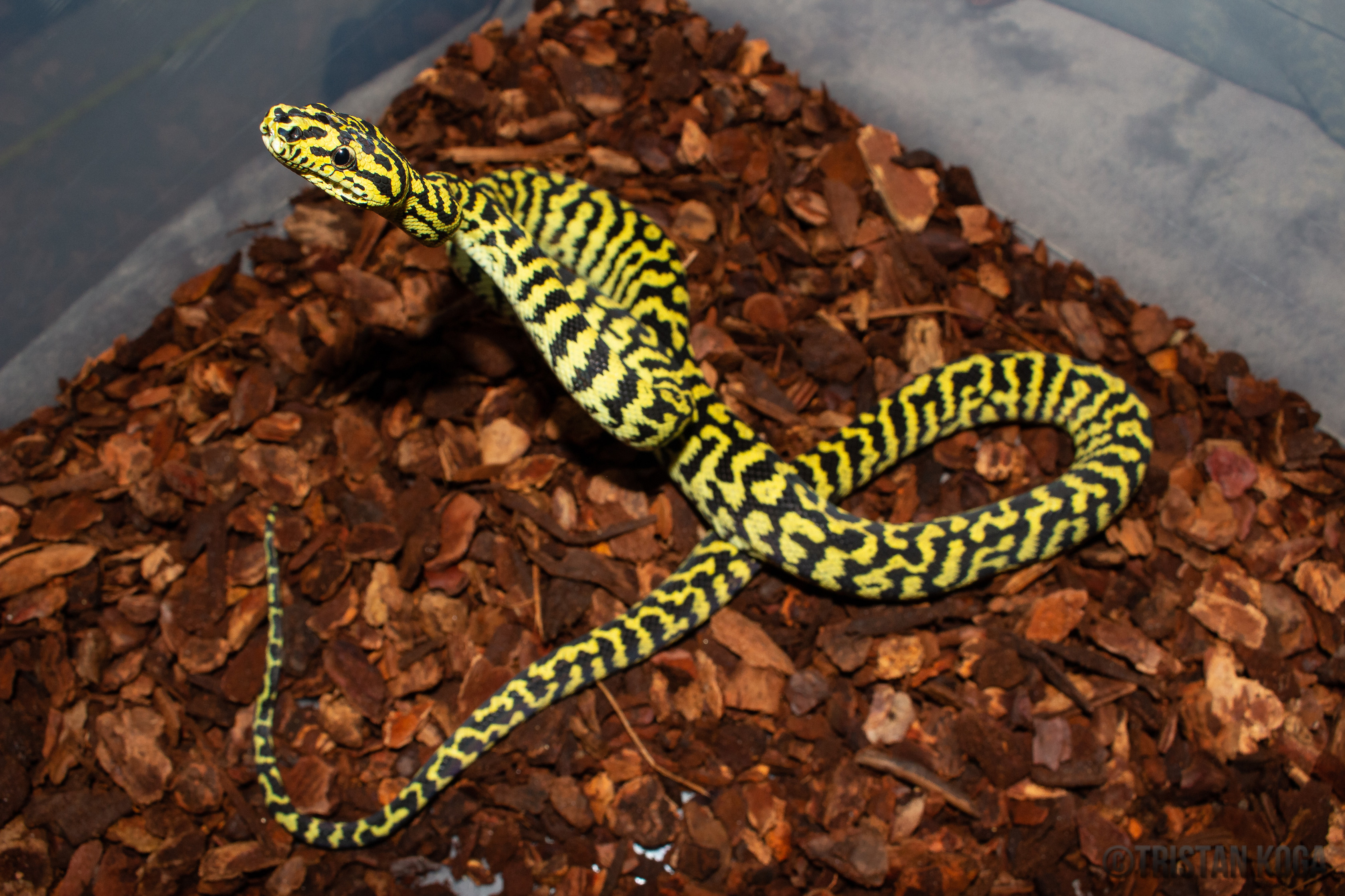 Zebra Jungle Carpet Python by Tristan Koga Reptiles & Photography