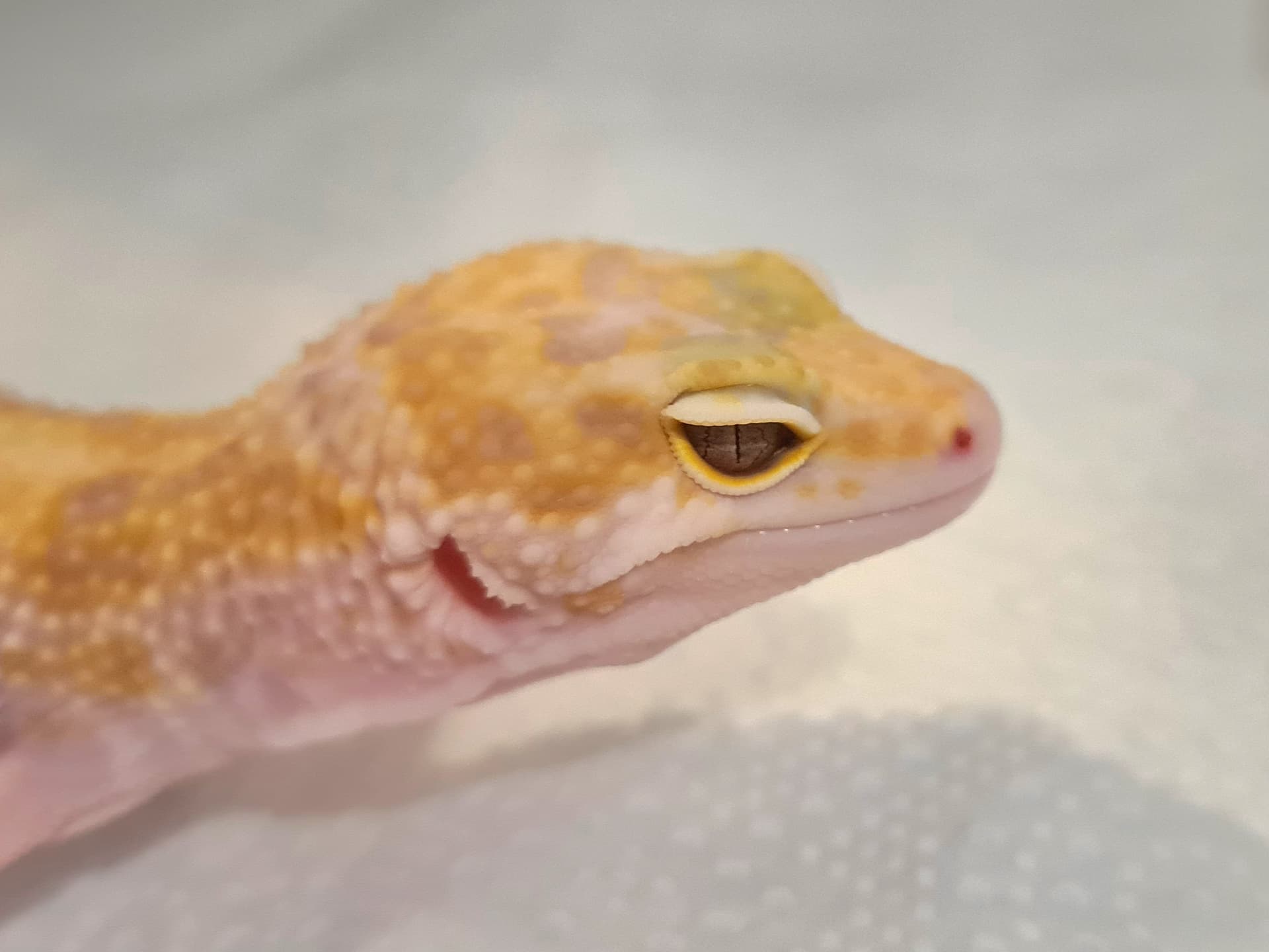 White & Yellow - Leopard Gecko Traits - Morphpedia