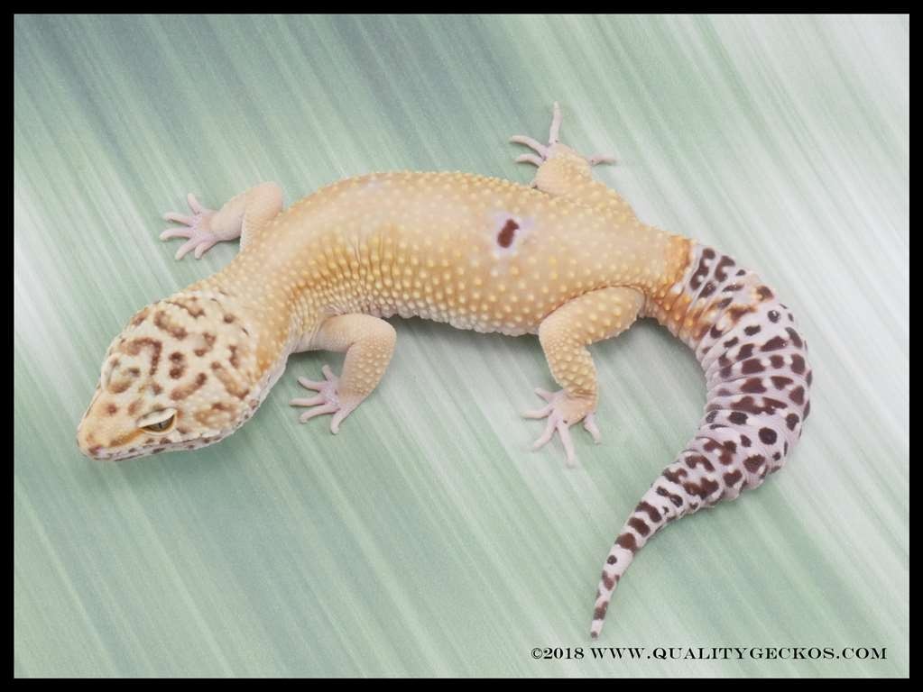 Tangerine Paradox Rainwater Het Leopard Gecko by Quality Geckos