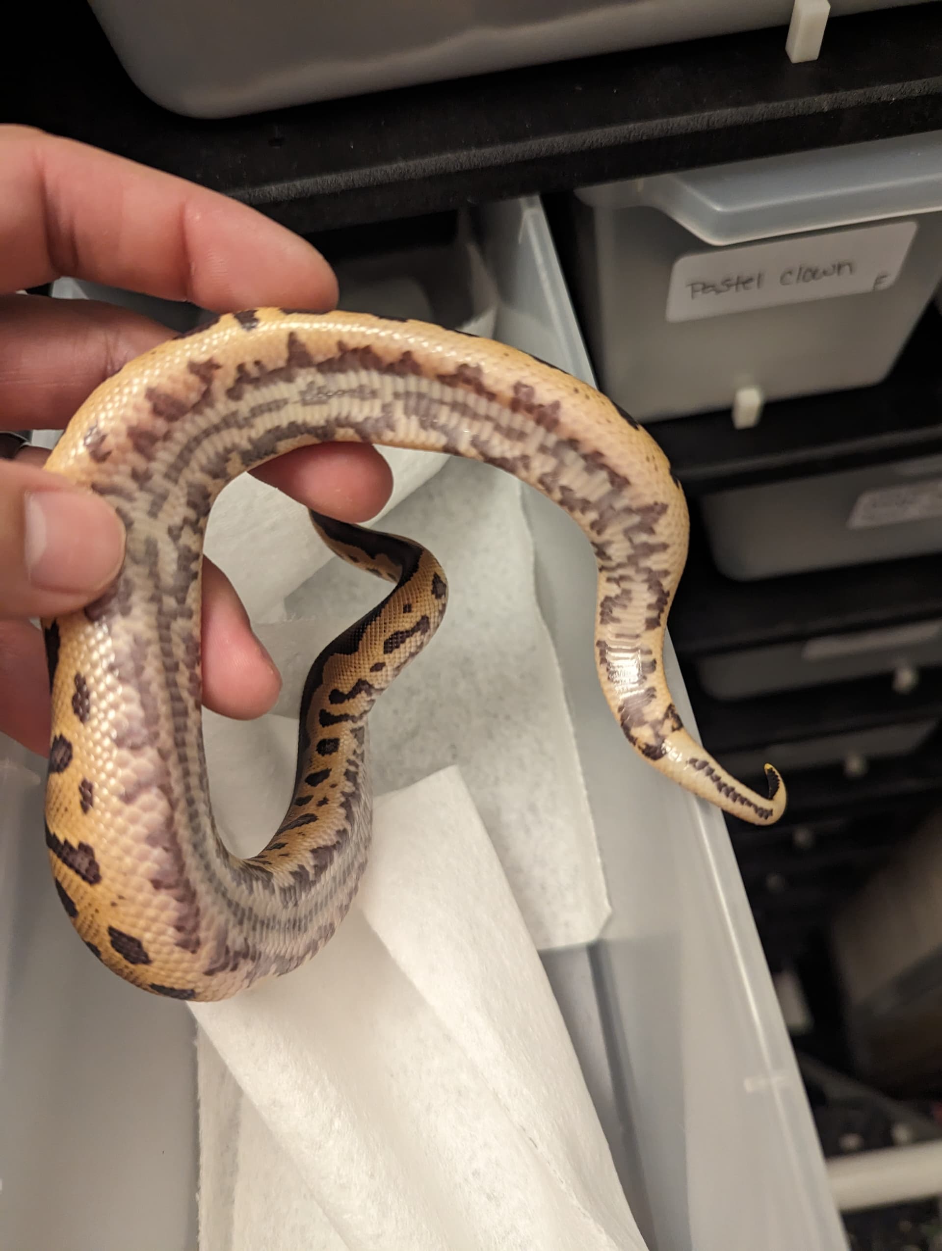 Confusion clown maybe? - Ball Pythons - MorphMarket Reptile Community