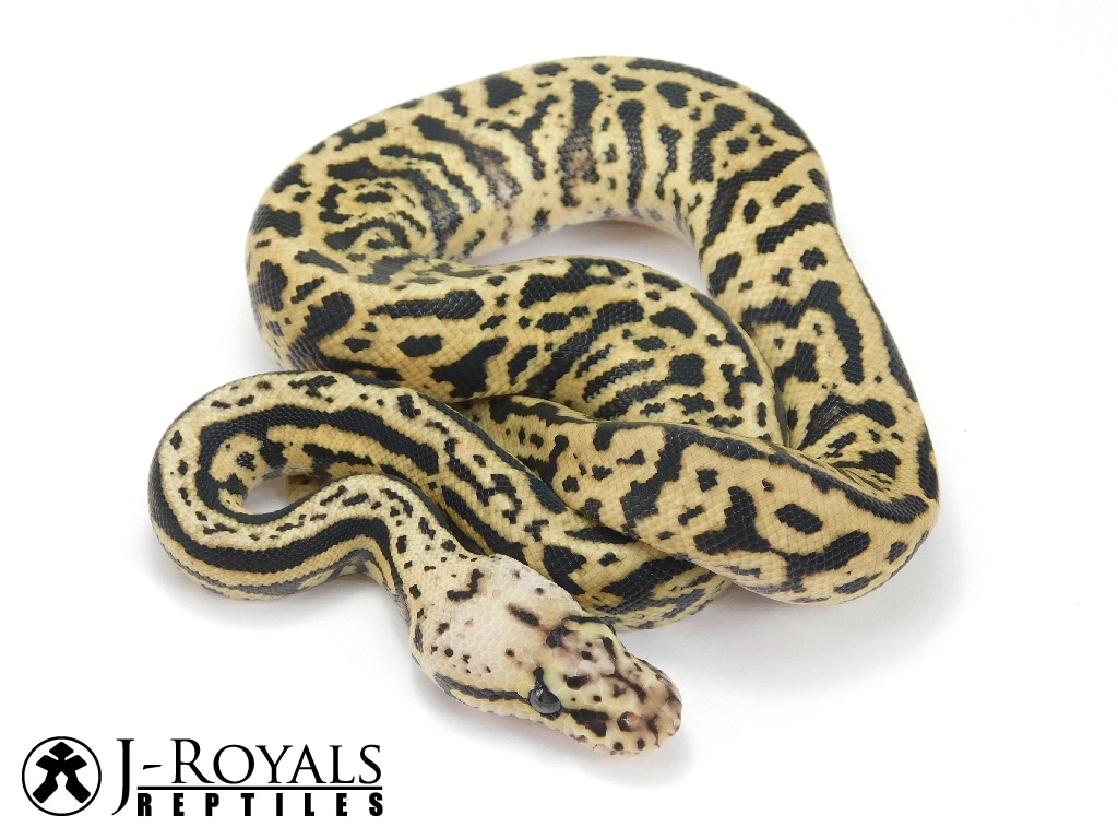 Fire Riddler Ball Python by J-Royals Reptiles