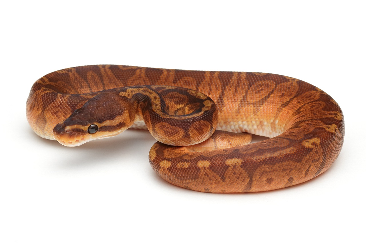 Morphpedia The Herp Trait Knowledge Base Morphpedia The Herp Trait Knowledge Base
