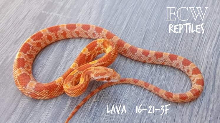 Lava Corn Snake by ECW Reptiles