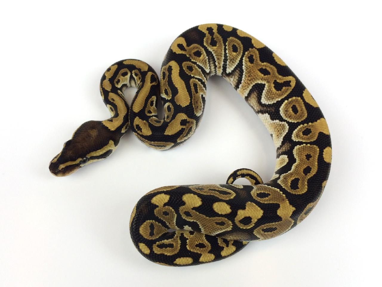 Mystic Ball Python by Royal Constrictor Designs