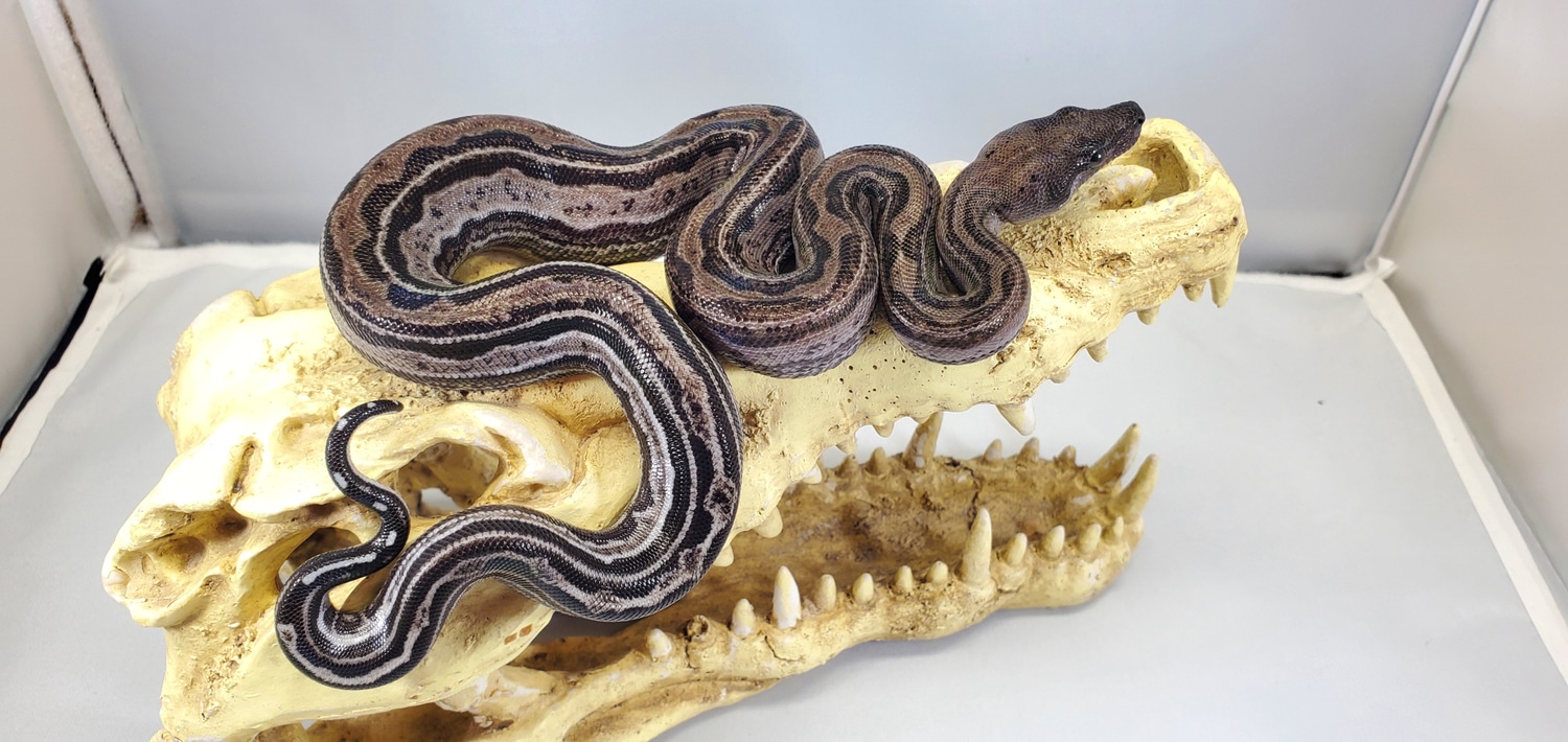 Type 2 Anery RLT Leopard Possible Het New McPhee T Positive Boa Constrictor by Bobs' Boas