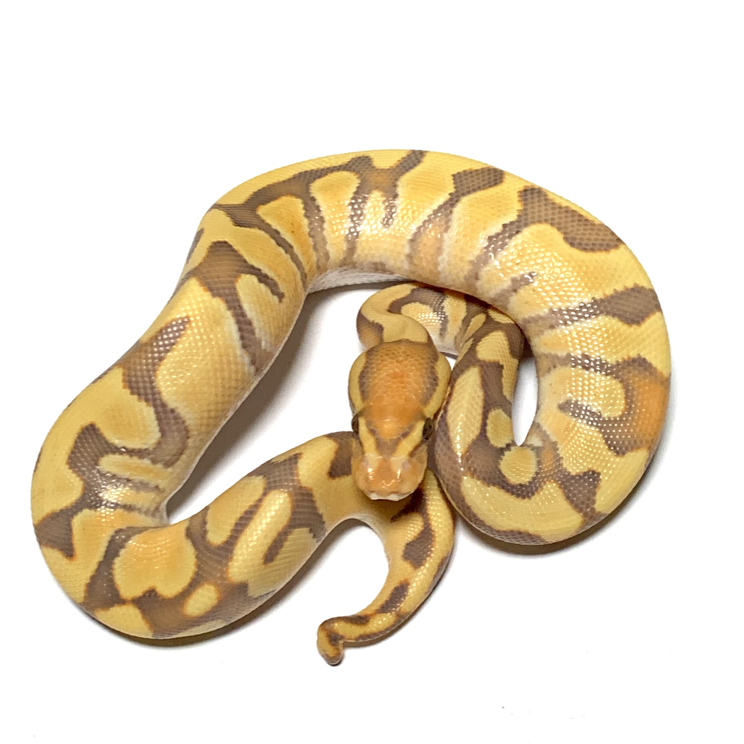 Enchi Caramel DG Ball Python by Elegant Anomaly Reptiles