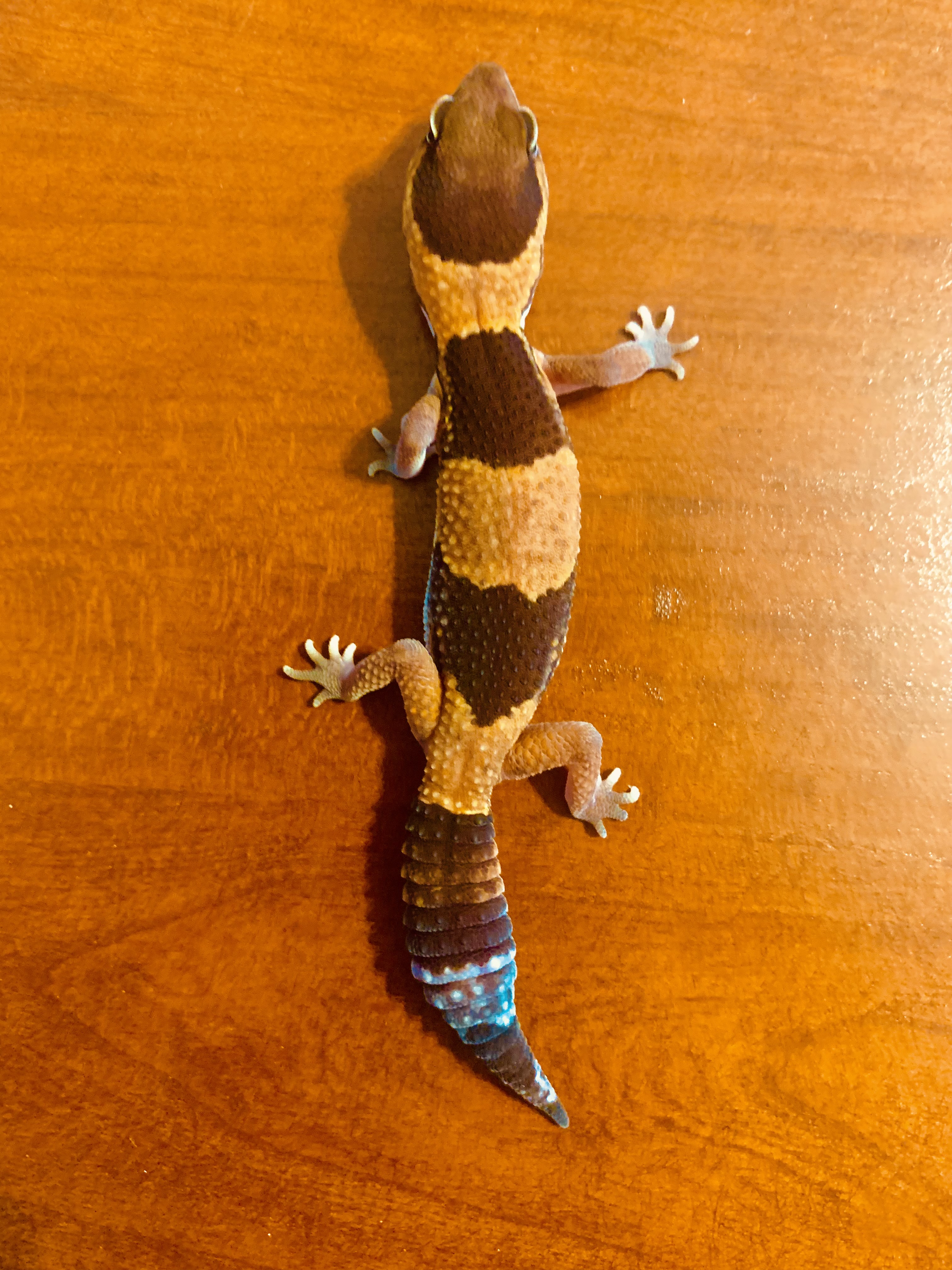 Normal African Fat-Tailed Gecko by Phelp's Geckos