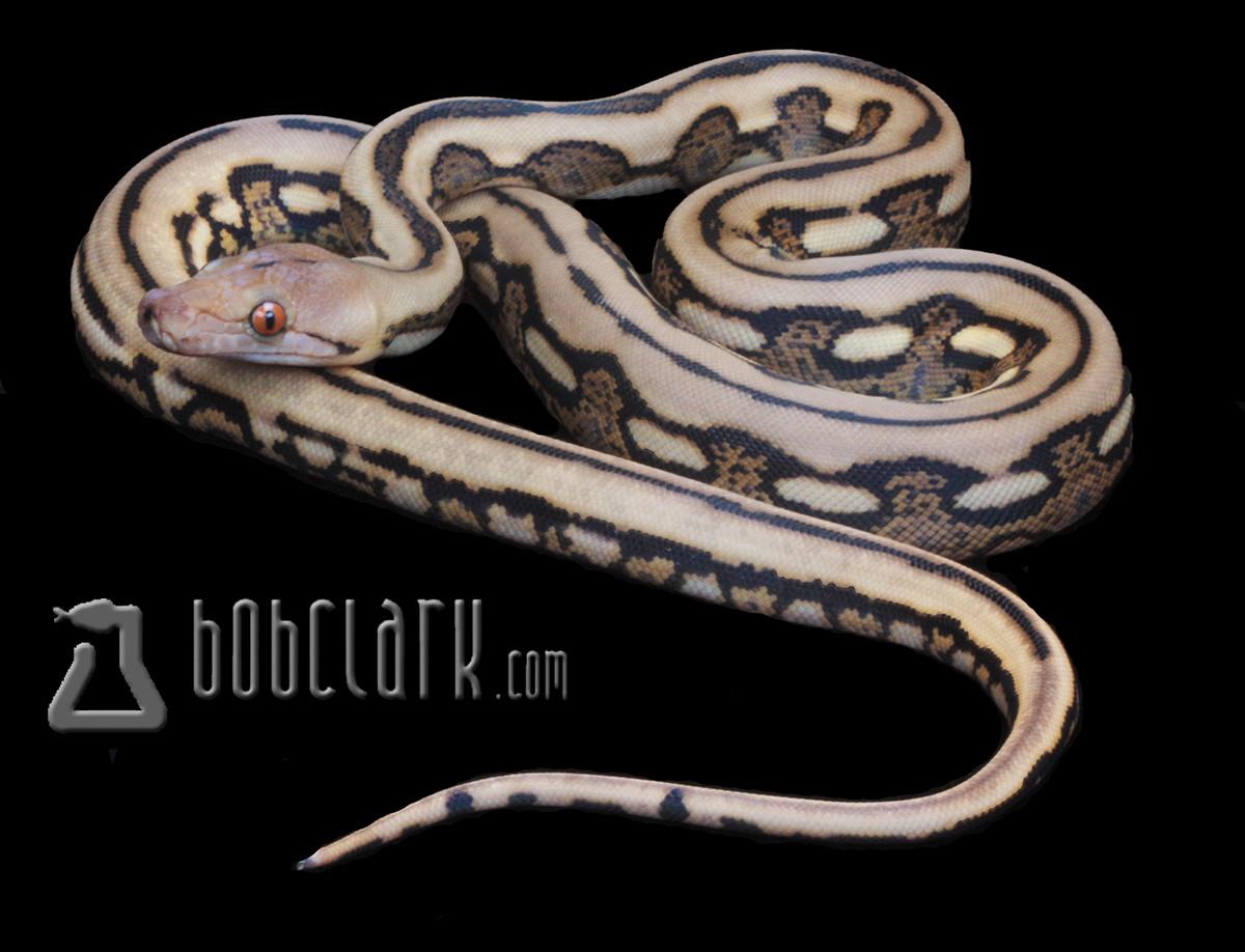 Tiger Reticulated Python by Bob Clark Reptiles