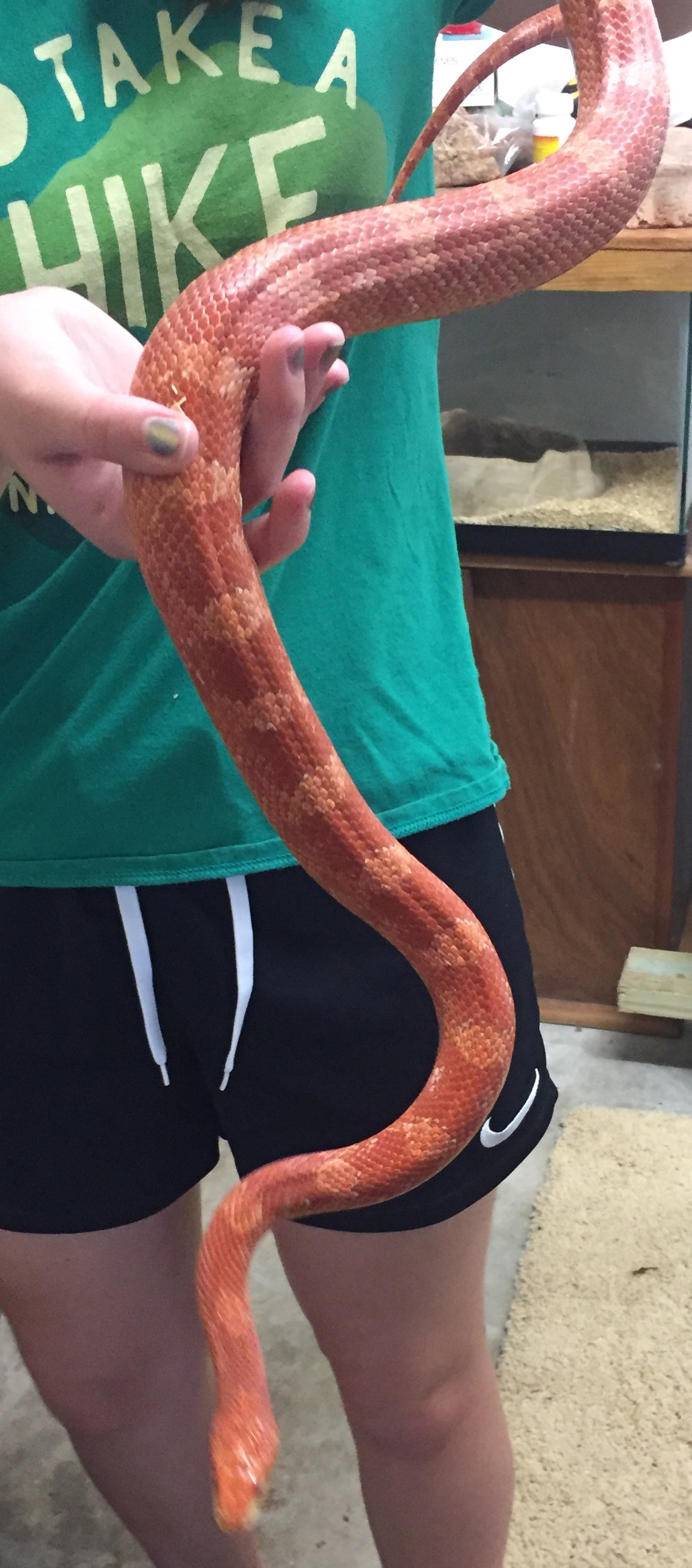 Adult Female Red Factor Corn Snake by HydraHerps
