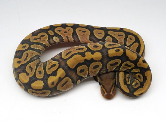 Orange Ghost Ball Python by CV Exotics inc.