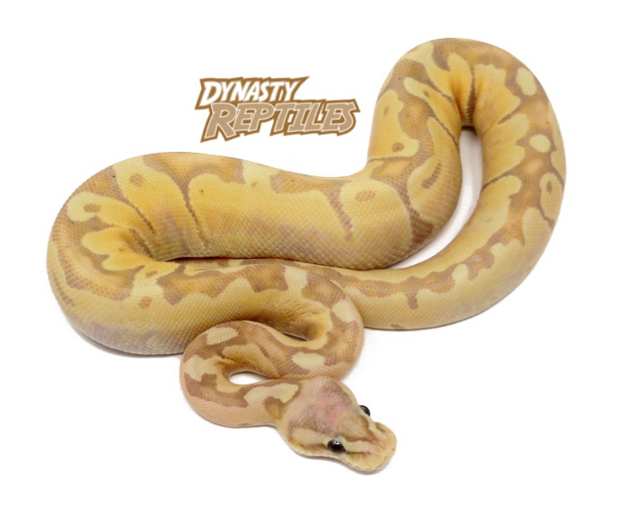 Banana Shatter Fire Ball Python by Dynasty Reptiles