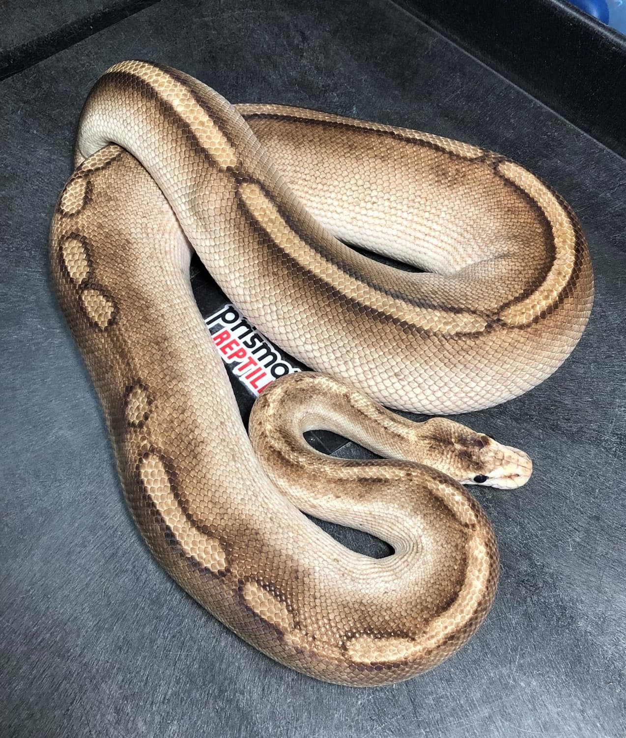 Champagne Ball Python by Prismatic Reptiles