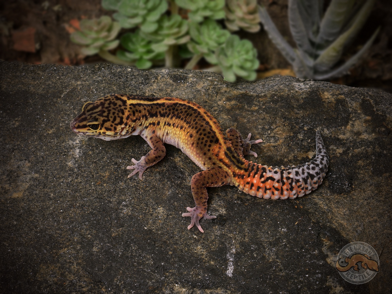 Black Night Mandarin Tangerine Leopard Gecko by The Urban Reptile