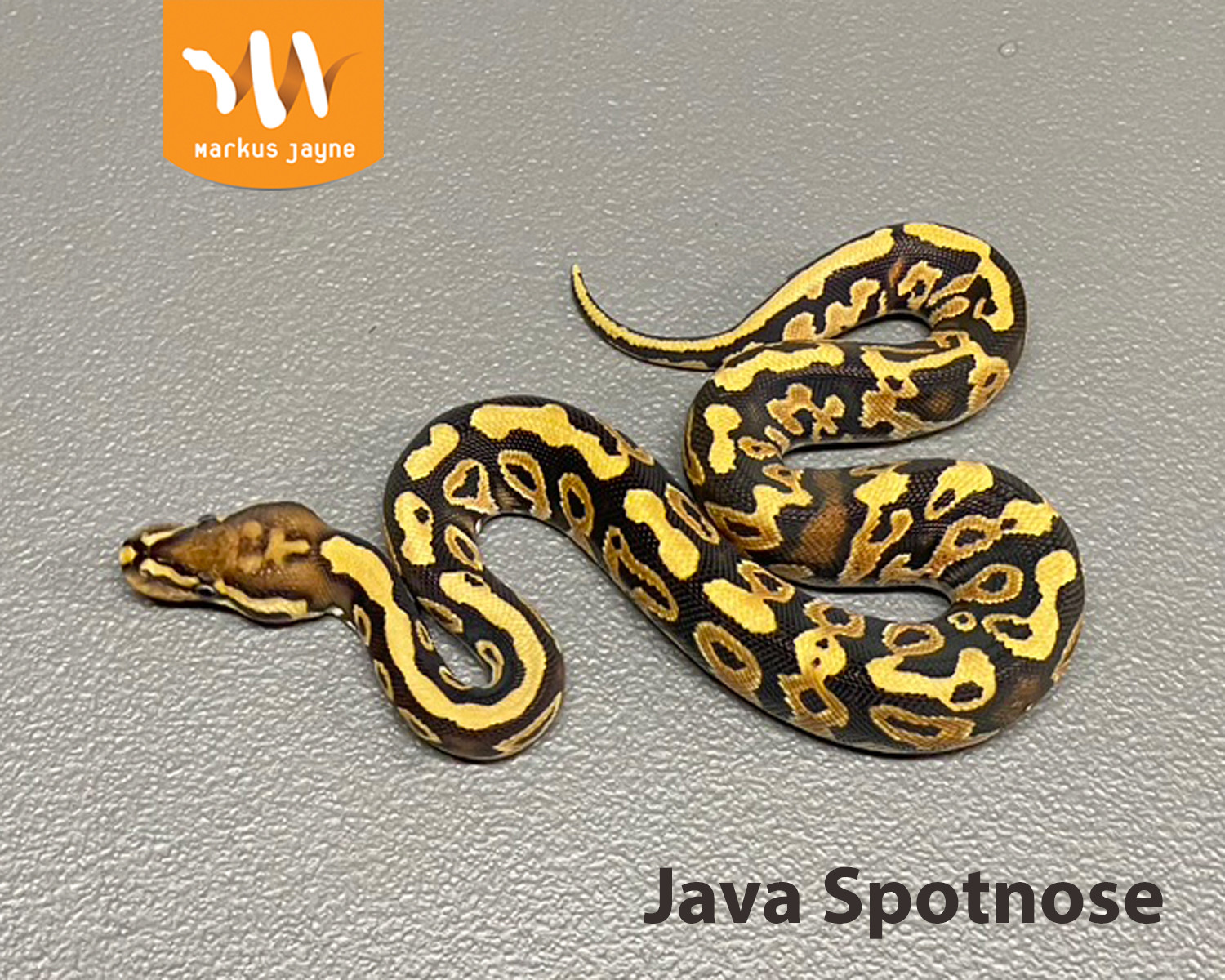 Java Spotnose By Markus Jayne Ball Pythons